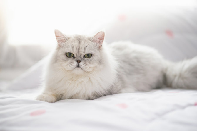 ras kucing yang betah dipelihara di dalam rumah bisa punya umur panjang