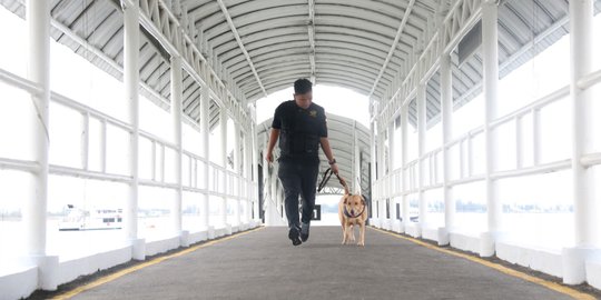 Pakai Anjing Pelacak Deteksi Narkoba, Bea Cukai Terapkan Container Examination Dog