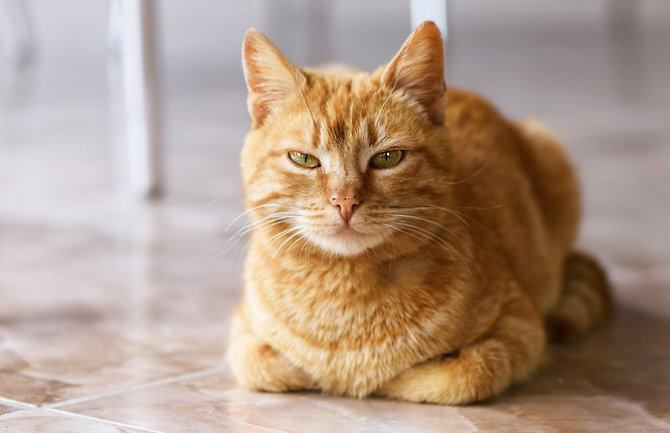 bisa jadi asupan nutrisi ini aturan memberikan tulang pada kucing oren