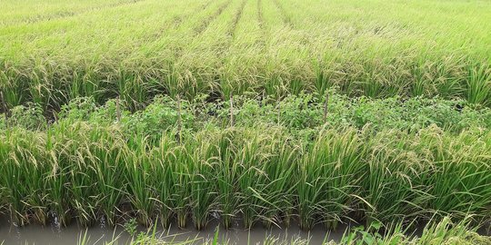 Musim Penghujan, Kementan Ingatkan Pentingnya Asuransi Pertanian