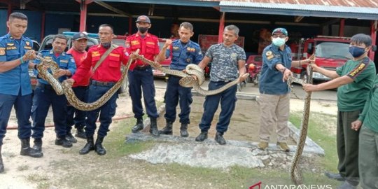 BKSDA Sultra Evakuasi Tiga Ular Sanca dari Permukiman Warga