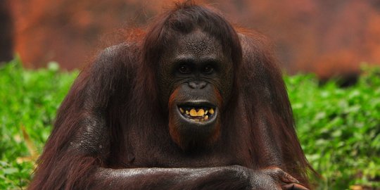 Orangutan, Sang 'Manusia Hutan' Endemik Indonesia