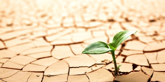 Ratusan Hektare Sawah di Indramayu Terancam Puso, Begini Penjelasan KTNA