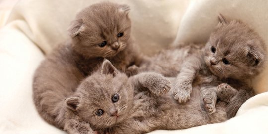 6 Cara Menghilangkan Kutu Kucing yang Ampuh dan Praktis  merdeka.com