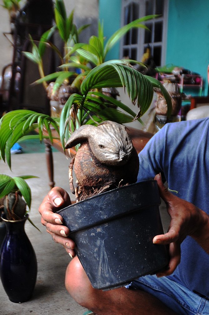 seni bonsai pohon kelapa dibentuk bak kepala manusia