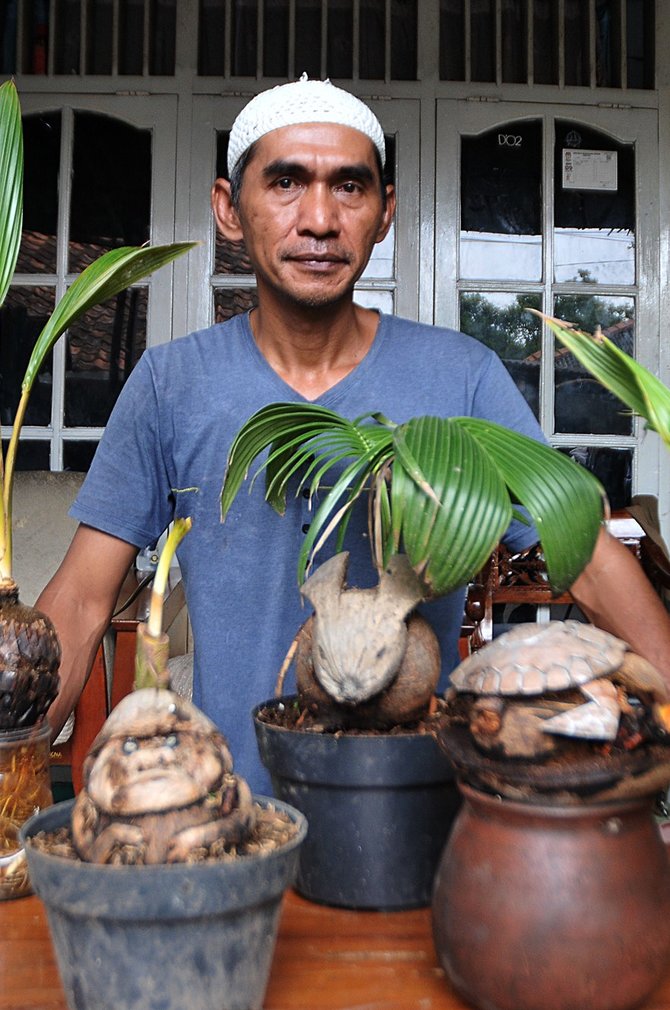 seni bonsai pohon kelapa dibentuk bak kepala manusia