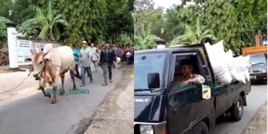 Begini Kalau 'Sultan' Tuban Menikah, Sapi & Gabah 7 Mobil Diarak Buat Seserahan