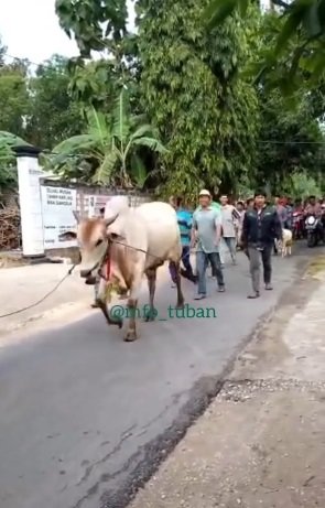 video pria tuban beri seserahan tak biasa