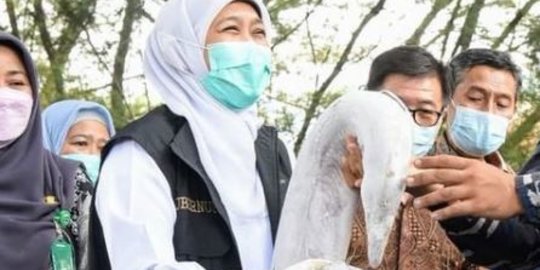 Seram, Ini Potret Ikan Malong yang Isi Perutnya Dihargai Rp60 Juta Per Kilogram