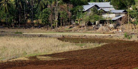 Danau yang Terbentuk Akibat Siklon Seroja Mengering, Warga Manfaatkan untuk Bertani