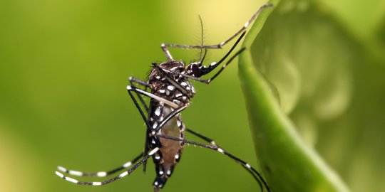 Mengenal Penyakit Chikungunya dari Gigitan Nyamuk, Gejala Tak Hanya Demam Tinggi