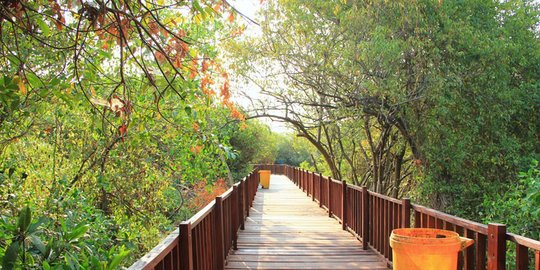 Mengenal Fungsi Hutan Mangrove dan Cara Melestarikannya, Perlu Diketahui