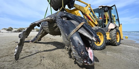 Evakuasi Paus Bungkuk yang Mati Terdampar di Pantai Prancis