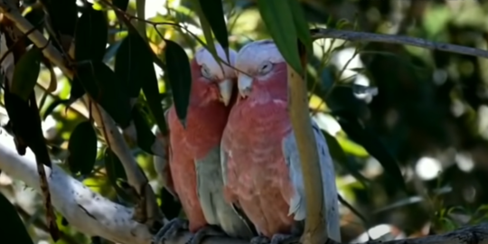 Lirik Lagu Burung Kakaktua - Lagu Anak Indonesia