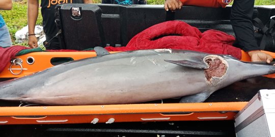 13 Lumba-Lumba Terdampar di Pantai Batu Tumpeng Bali, 1 Ekor Mati