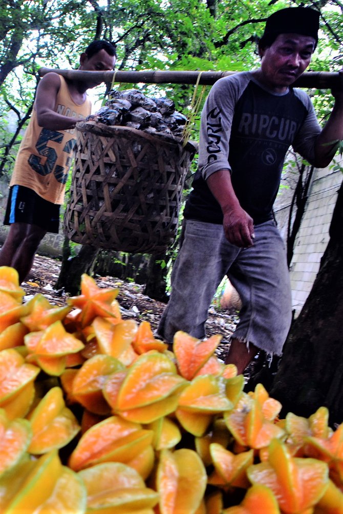 panen belimbing buah ikonis kota depok