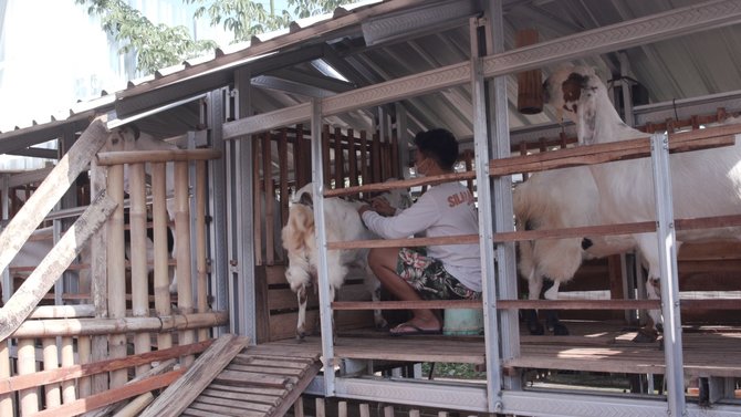 penjual susu kambing di bali