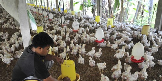Kemendag: Indonesia Tak akan Kebanjiran Impor Ayam Jika Kalah dari Brasil di WTO