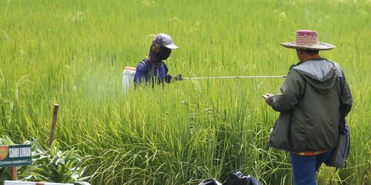 Makna Mendalam Tradisi Ngatir di Lebak, Tak Ada Kesenjangan