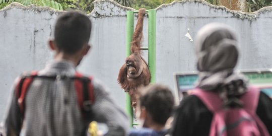 17.650 Orang Kunjungi Ragunan Saat Libur Hari Lahir Pancasila