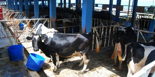 Kembangkan Sapi Belgian Blue, Pemkab Lamongan Punya Ambisi Ini