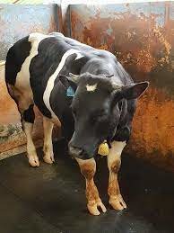 sapi belgian blue