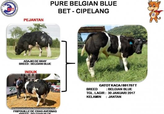 sapi belgian blue