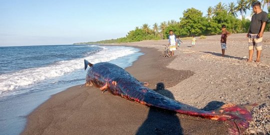 Seekor Paus Ditemukan Mati di Pantai Lombok Utara, Ada Penyu Tersangkut di Mulutnya