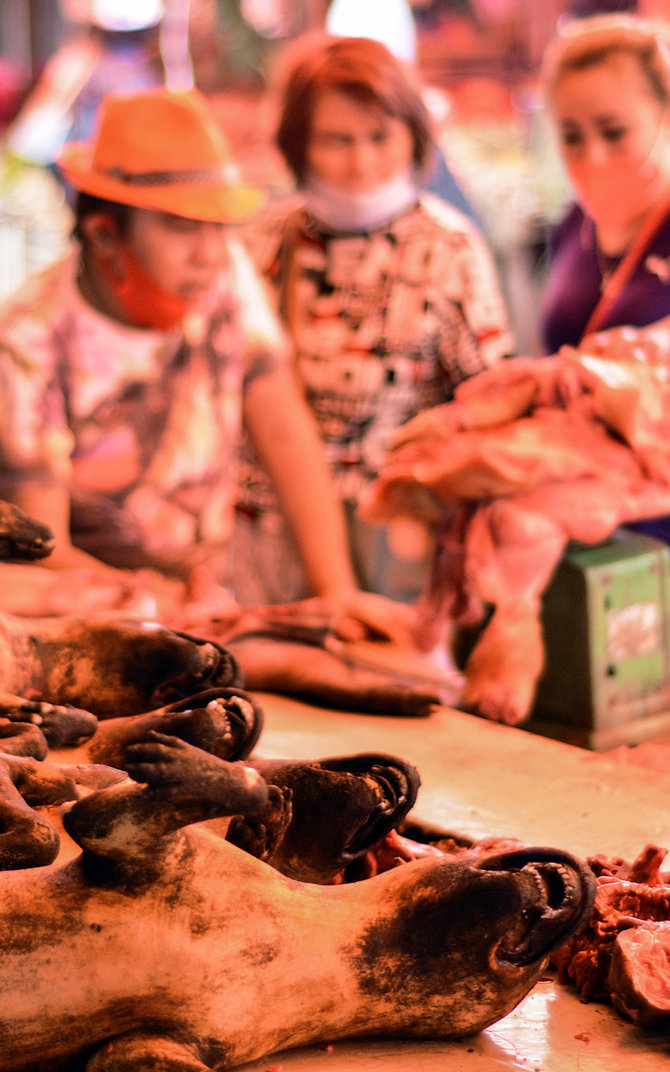 suasana ekstrim mengunjungi pasar daging binatang tak lazim di tomohon