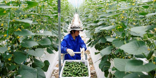 Menengok Kebun Sayur Berteknologi Tinggi di China