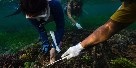 Upaya Pelestarian Terumbu Karang di Perairan Bali