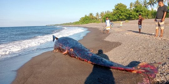 Bangkai Paus Pilot di Pantai Lombok Utara Ditenggelamkan