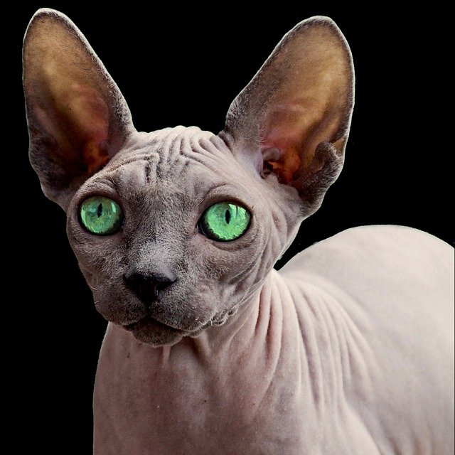 ilustrasi kucing sphynx