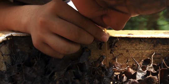 Melihat Budidaya Lebah Trigona di Hutan Kota Srengseng