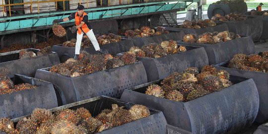 Kelapa Sawit Berkelanjutan Indonesia Disebut Belum Diakui Dunia