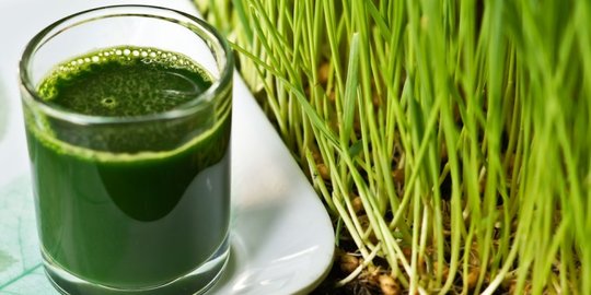 10 Manfaat Wheatgrass Bagi Kesehatan Beserta Efek Sampingnya
