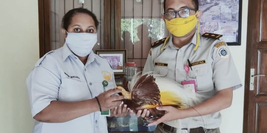 Petugas Gagalkan Penyelundupan Awetan Cenderawasih