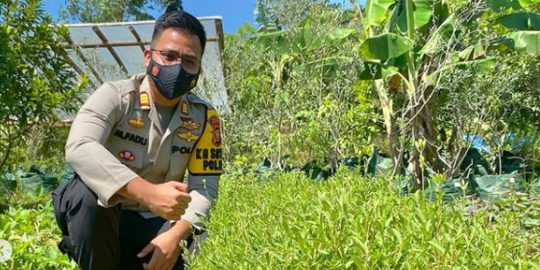 Cegah Diabetes, Kapolsek Klapatunggal Bogor Temukan Pemanis Alami dari Daun Stevia