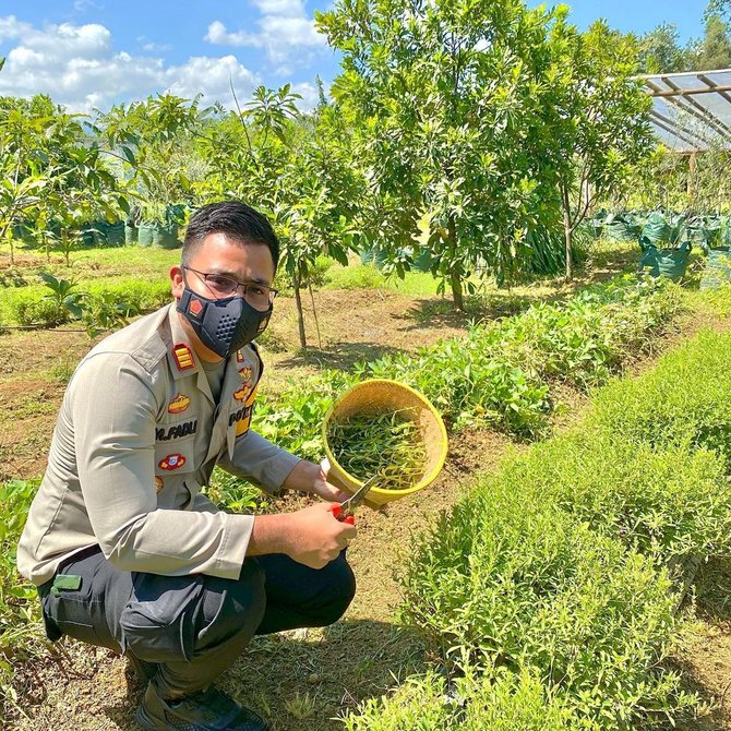 kapolsek klapanunggal bogor ciptakan pemanis alami dari daun stevia