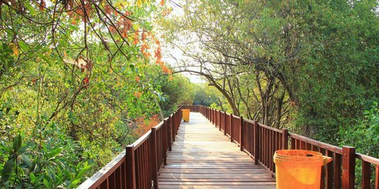 Potensi Ekonomi Terumbu Karang & Mangrove Setara Pendapatan Perikanan Tangkap