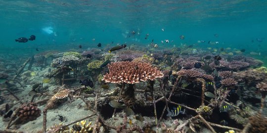 Nilai Ekonomi Terumbu Karang 3 Kali Lebih Tinggi dari Hutan Mangrove