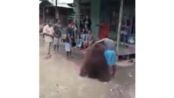 viral orang utan masuk pemukiman warga malah ramai jadi tontonan