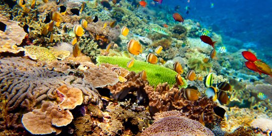 Pemerintah Bakal Kembangkan Kebun Terumbu Karang di 4 Destinasi Wisata