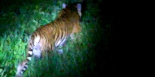 Video Harimau Sumatera Muncul di Permukiman Warga Siak Kejadian Bulan Maret