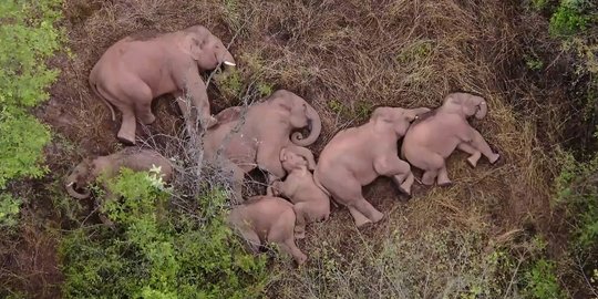 Potret Kawanan Gajah di China 'Rebahan' Seusai Berkelana 500 Km