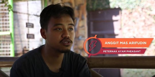 Berawal dari Hobi, Peternak Ayam Pheasant di Sleman Ini Kini Raup Omzet Rp250 Juta