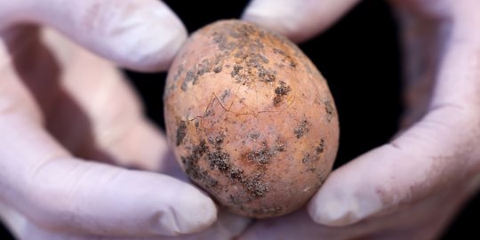 Penampakan Telur Ayam Berusia 1.000 Tahun