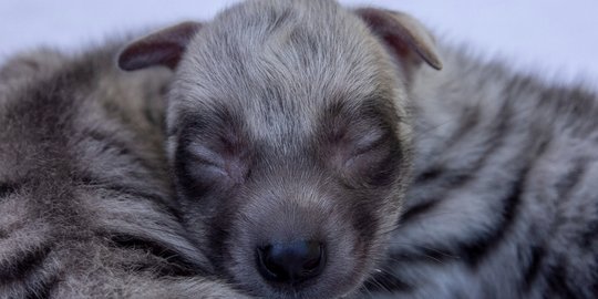 Dua Bayi Hyena Lahir di Bali Safari Park