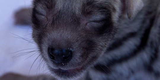 Lucunya Bayi Hyena yang Lahir di Bali Safari Park