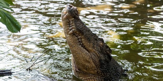 Viral, Kesaksian Warga Lihat Buaya di Bantaran Bengawan Solo Ini Bikin Nyali Ciut